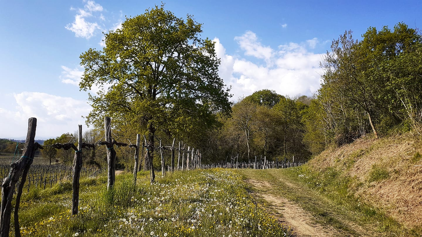 Copertina per Il 'Blue Notte Gorizia Festival' fa tappa a San Floriano del Collio con degustazioni e passeggiate tra vigneti e uliveti
