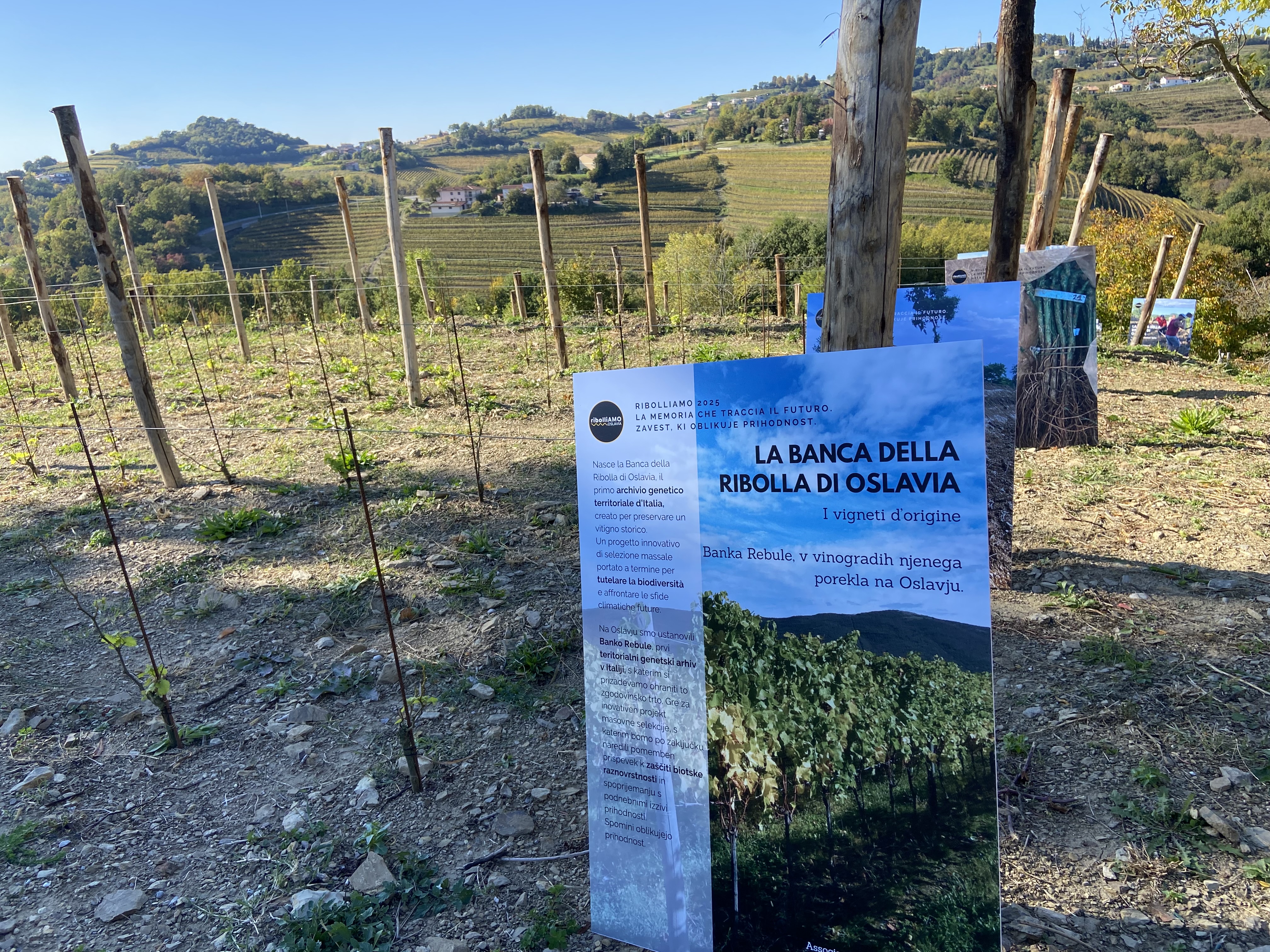 Copertina per Nasce la Banca della Ribolla di Oslavia, il primo vigneto-archivio d'Italia e custode di biodiversità