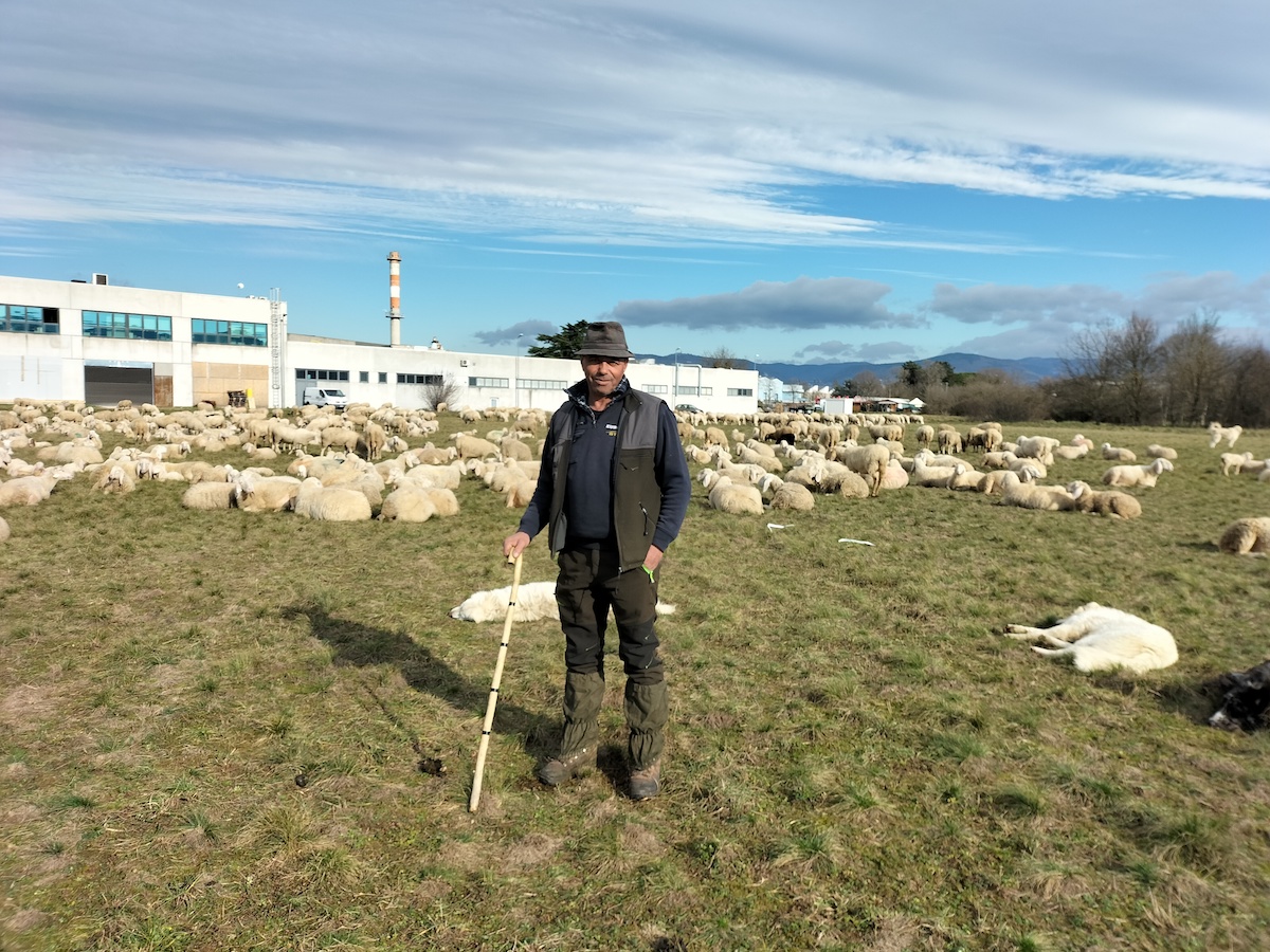 Copertina per A Savogna arrivano 750 pecore, il pastore Stefu: «È il lavoro più bello»