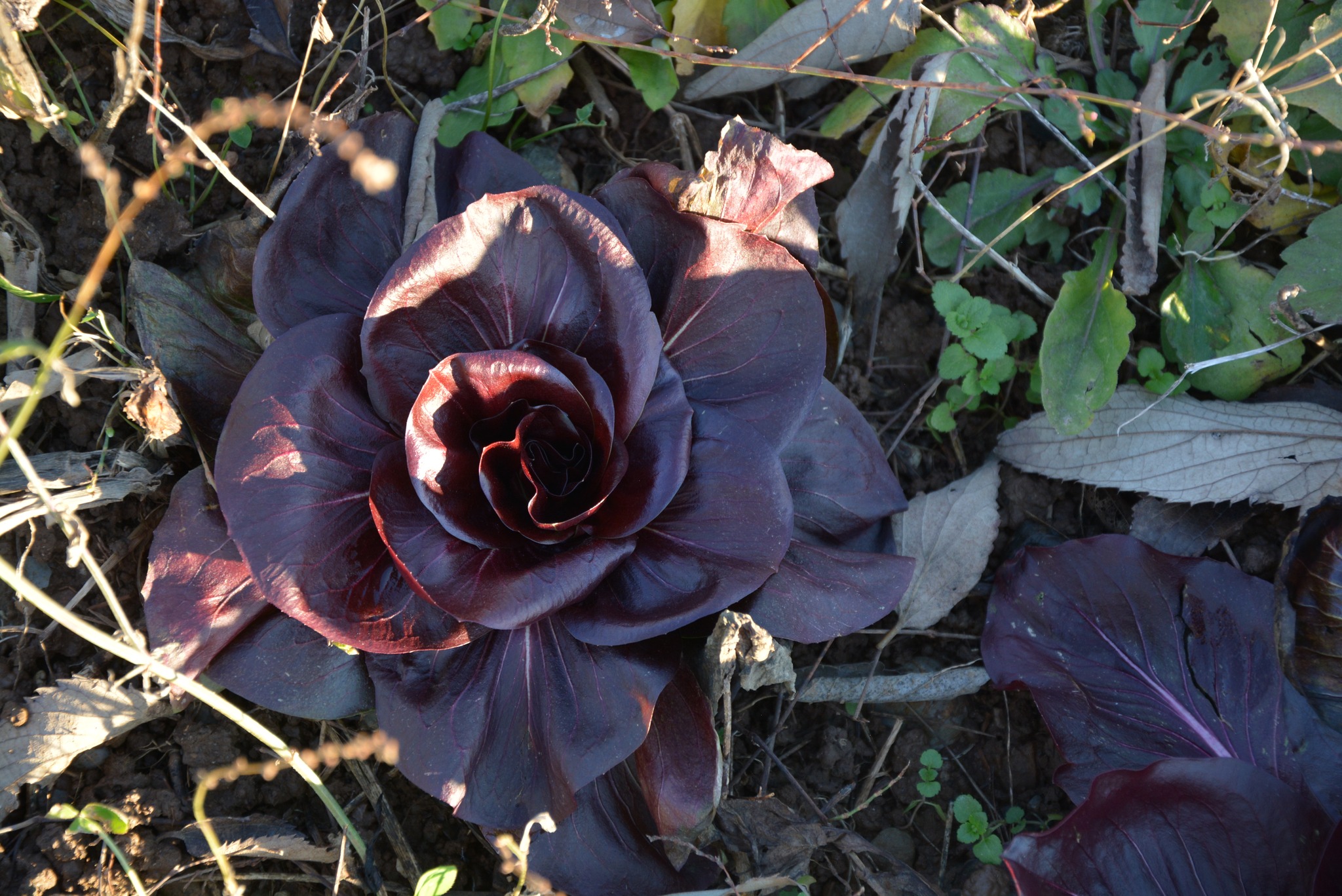 Immagine per Alla scoperta del Radicchio di Salcano, tour e gara di piatti tra ristoranti