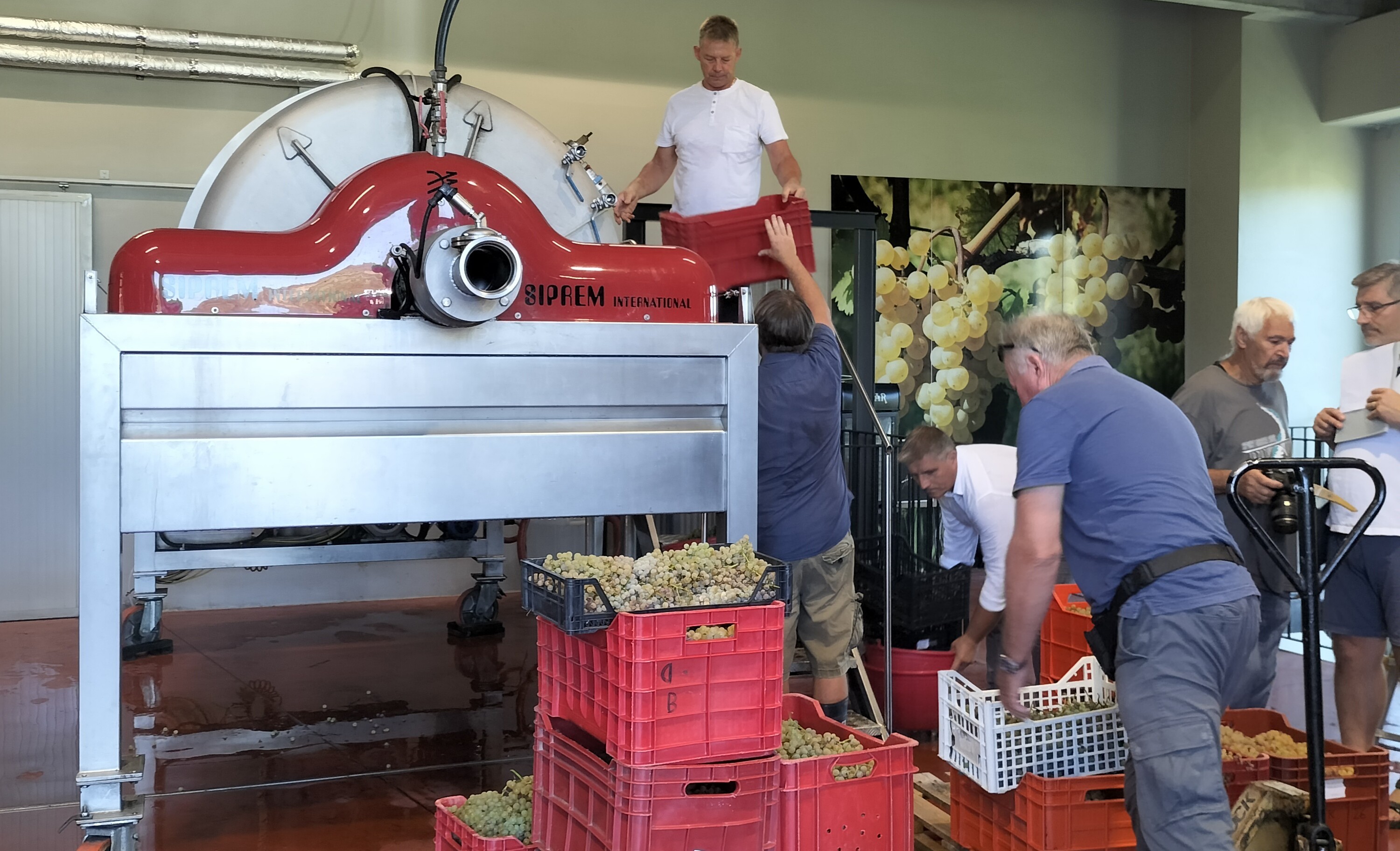 Immagine per San Floriano del Collio, rinnovato il rito della Vendemmia Paesana: prodotti 600 litri di vino nel segno di amicizia e solidarietà 