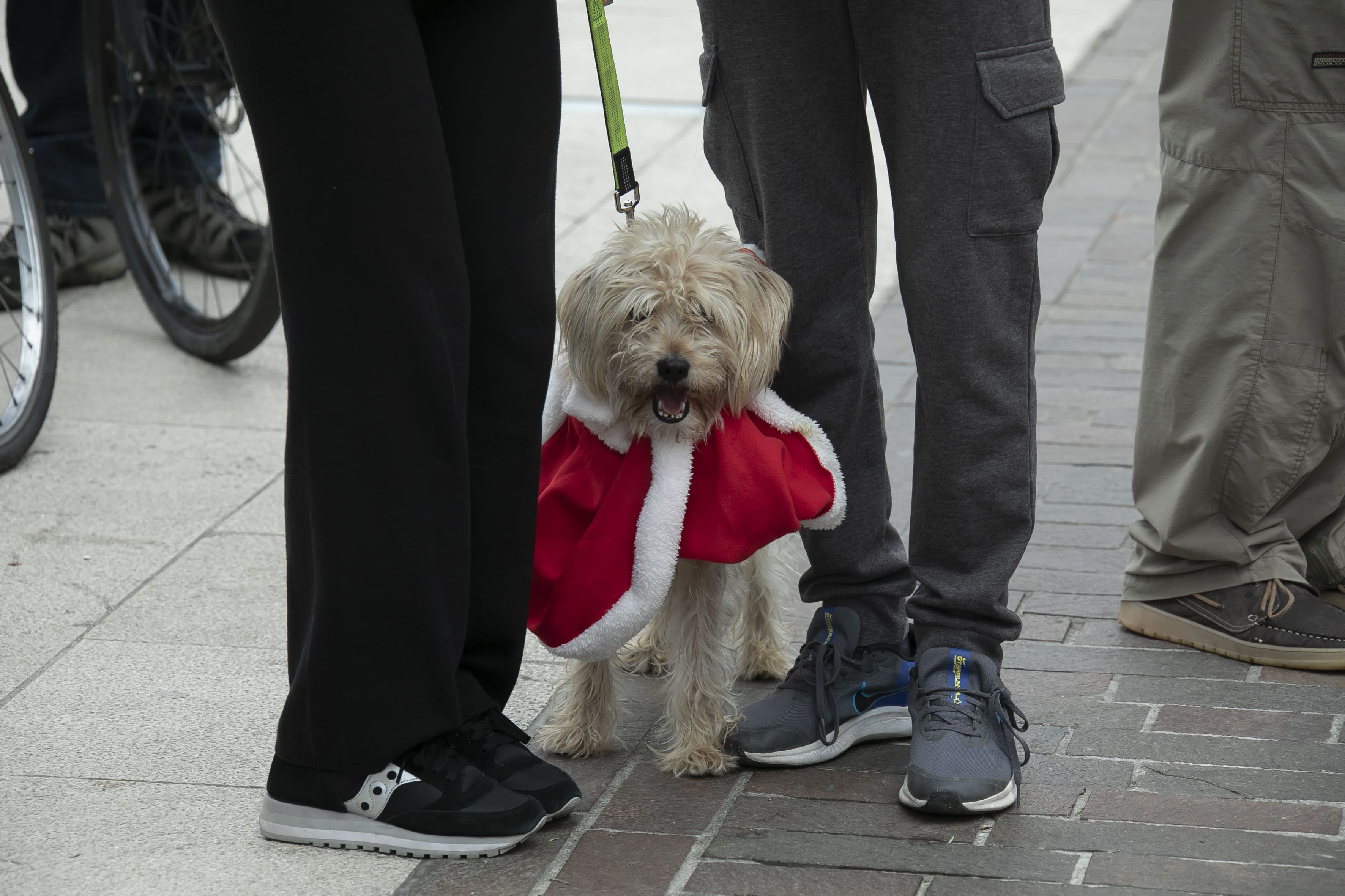 A Monfalcone torna ‘4 zampette a Natale’. Ecco l’appuntamento del 21 dicembre