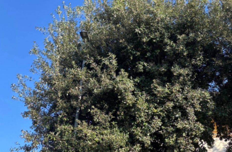 Staranzano, la Lega attacca su «verde poco manutenuto» e «illuminazione ridotta» nelle vie Sarajevo e D'Acquisto 