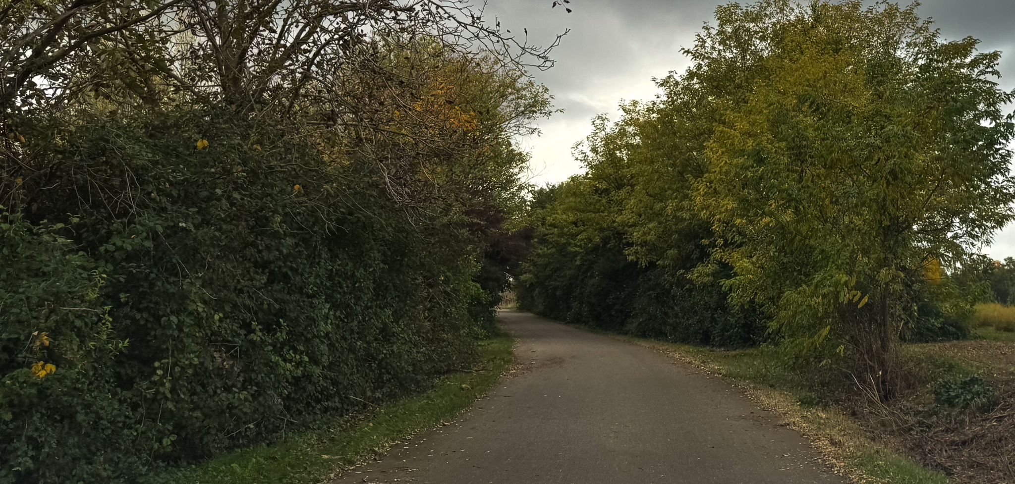 Immagine per Interventi sugli alberi pericolanti a San Pier d’Isonzo, al via potature e abbattimenti