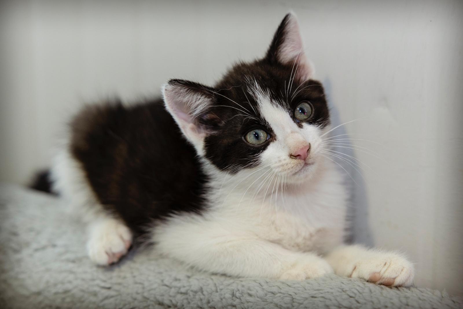 Immagine per Svolta storica nella lotta al randagismo felino, la Regione approva nuove norme e aiuti al volontariato