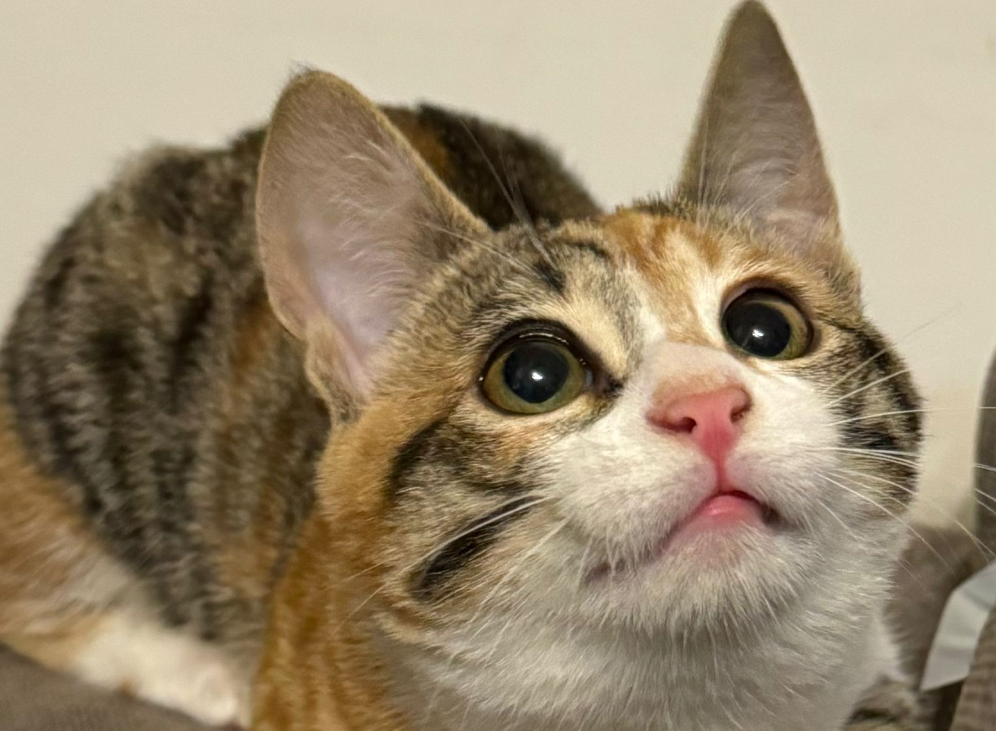 Immagine per San Canzian, stanziati i contributi alle colonie feline fino a 400 euro per chi le gestisce