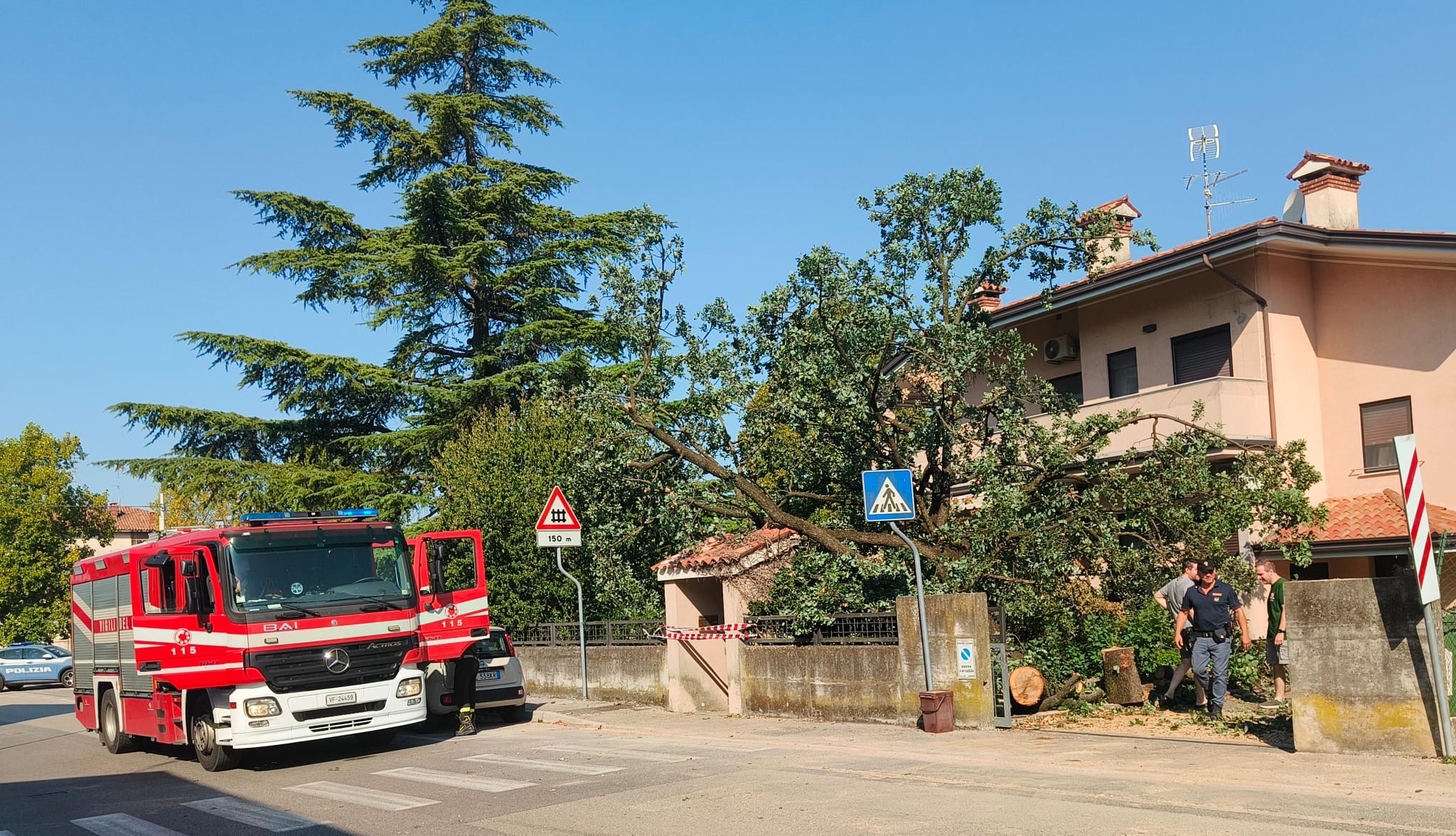 Immagine per Selz, quercia malata si schianta in via Monte Cosich: nessun danno e viabilità ripristinata  