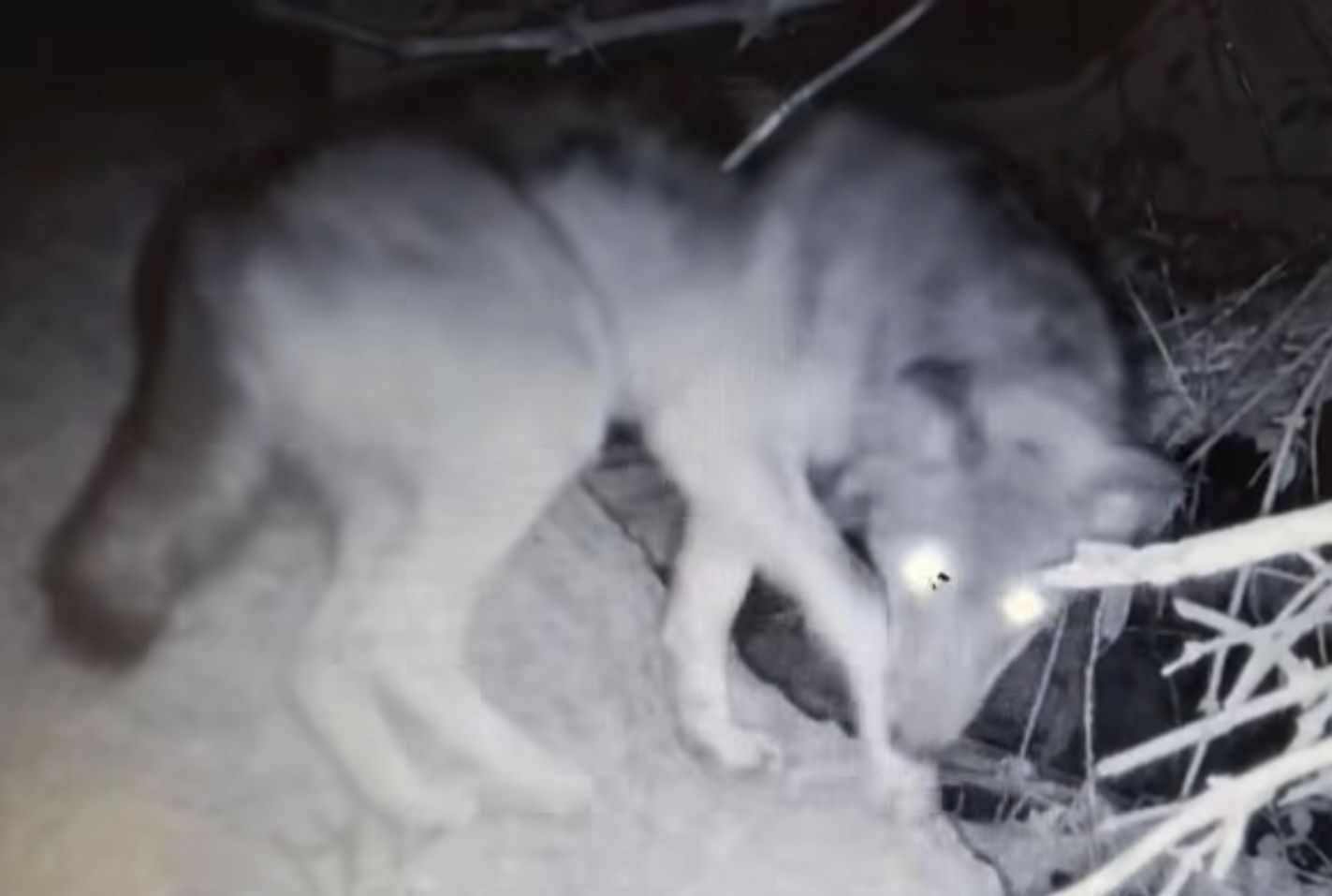 Immagine per Fotonotizia - Primo avvistamento di un lupo nella Riserva della Foce dell’Isonzo