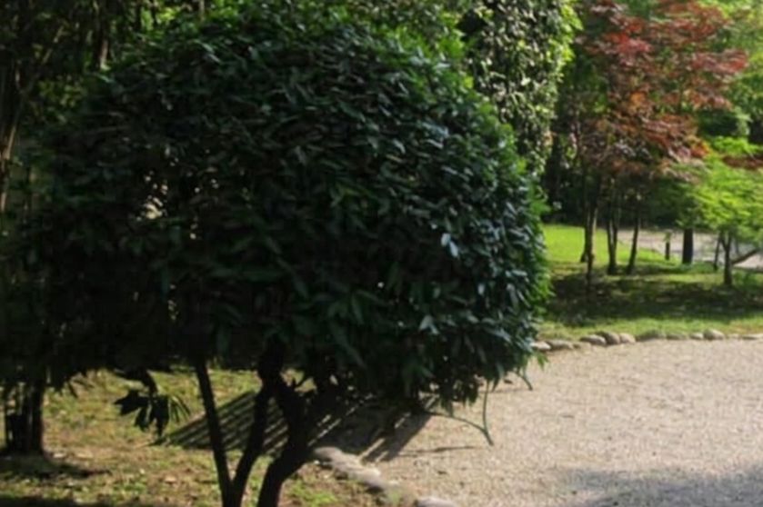 Immagine per Gorizia, successo del Fai per le visite del 2 Giugno in Prefettura e al suo giardino: ecco tutti gli eventi del mese 