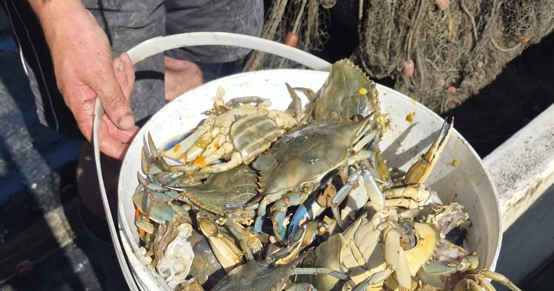 Granchio Blu a Grado e Marano, l'allarme della Lega di Aquileia: «Fatturati della pesca giù dell'80%»