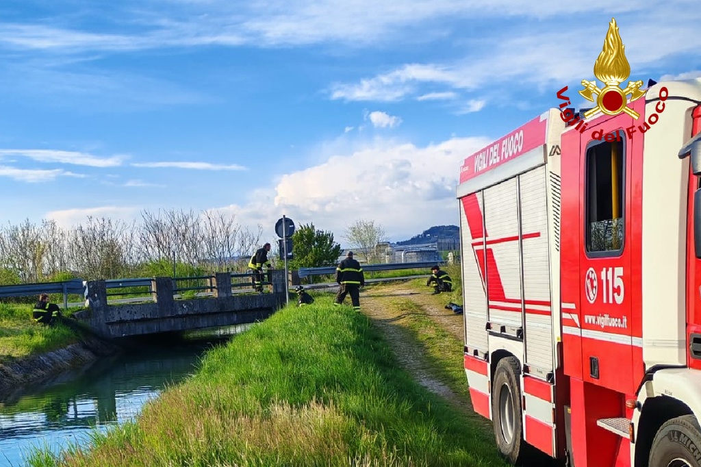 Immagine per Gradisca, femmina di capriolo gravida cade in un canale: salvata dai Vigili del Fuoco