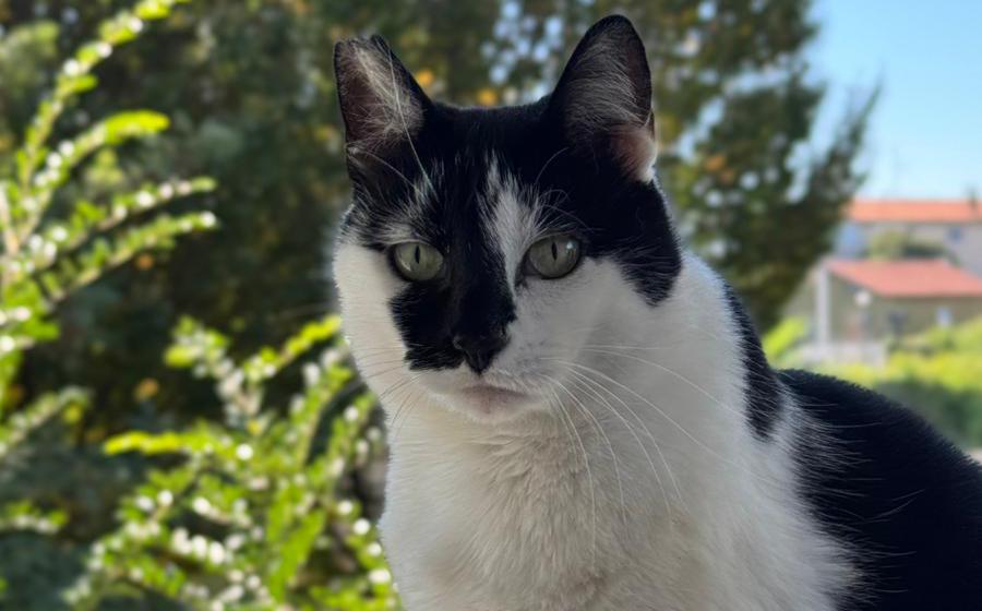 Immagine per San Canzian sostiene la cura degli animali: rimborsi fino a mille euro per i proprietari e 400 per le colonie