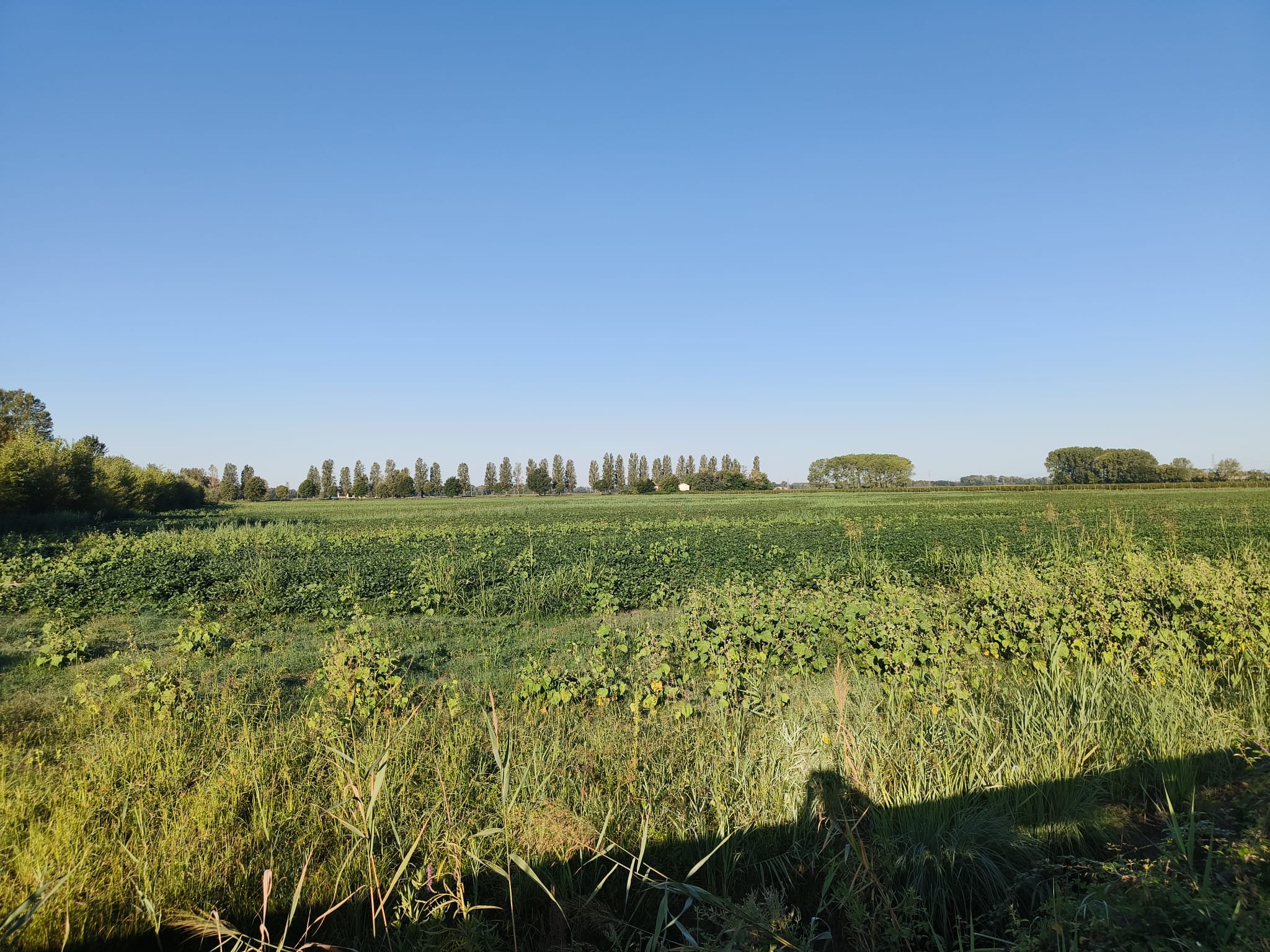 Agrivoltaico da 100 megawatt a sud del Brancolo: Staranzano dice no. Fragiacomo: «Non è tollerabile»