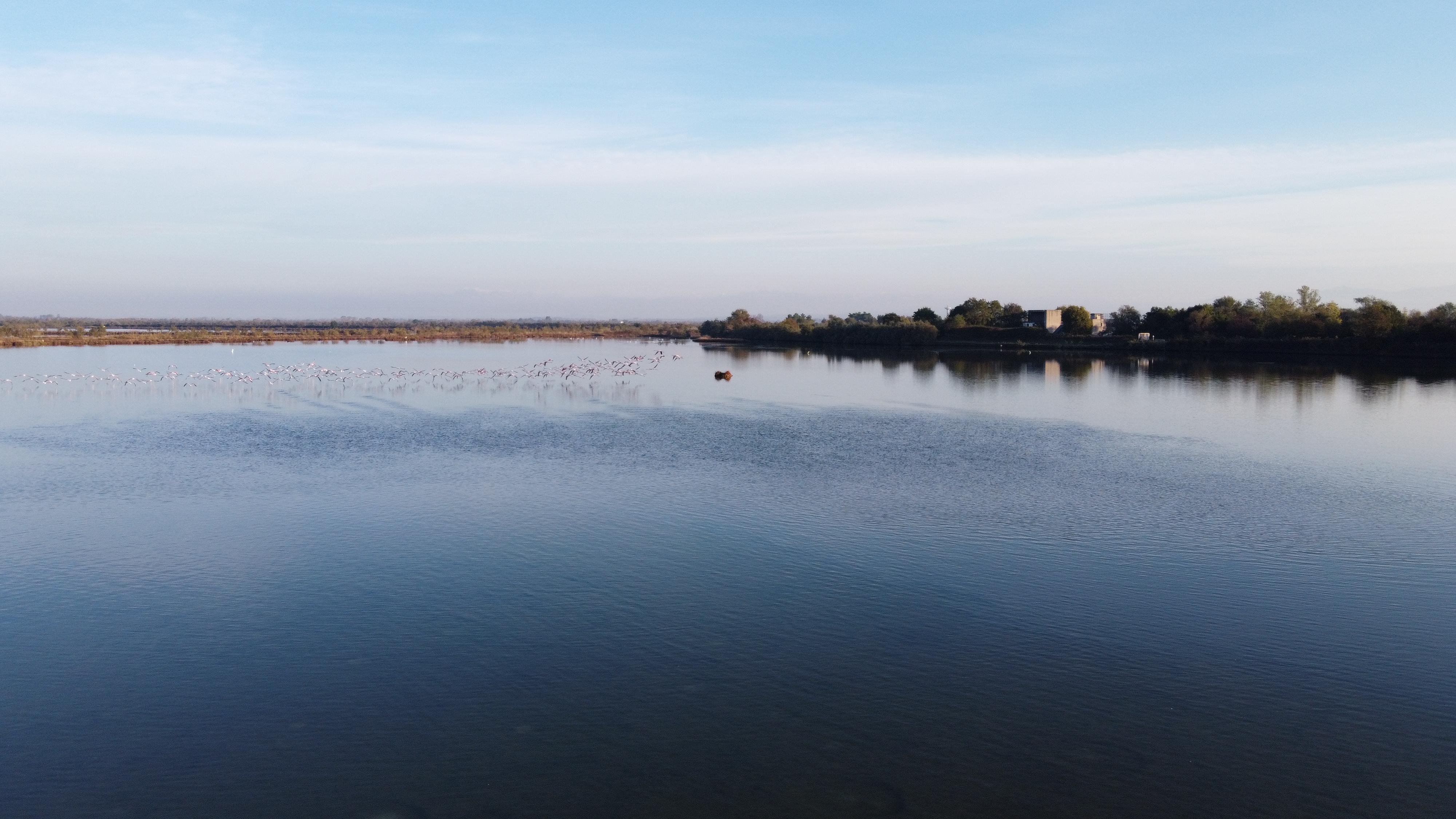 Immagine per Lo spettacolo rosa dei fenicotteri nella Laguna di Grado