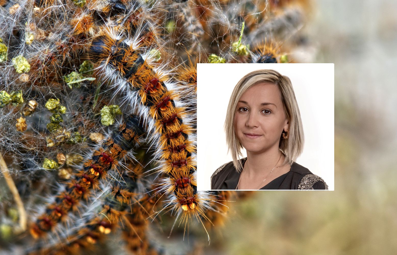 Immagine per Lotta alla processionaria del pino a Gorizia, Turri sollecita la Giunta a valutare «iniziative percorribili»