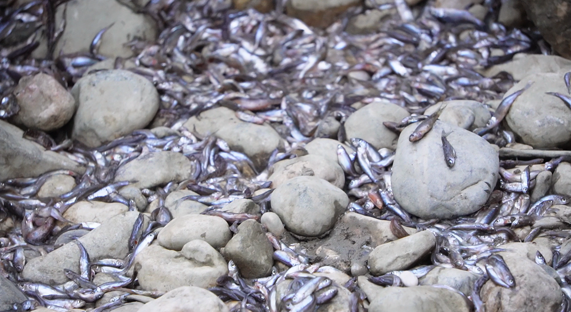 Judrio in secca, Bullian incalza la Regione: «Servono programmi di gestione coordinati per tutelare risorse idriche e biodiversità»