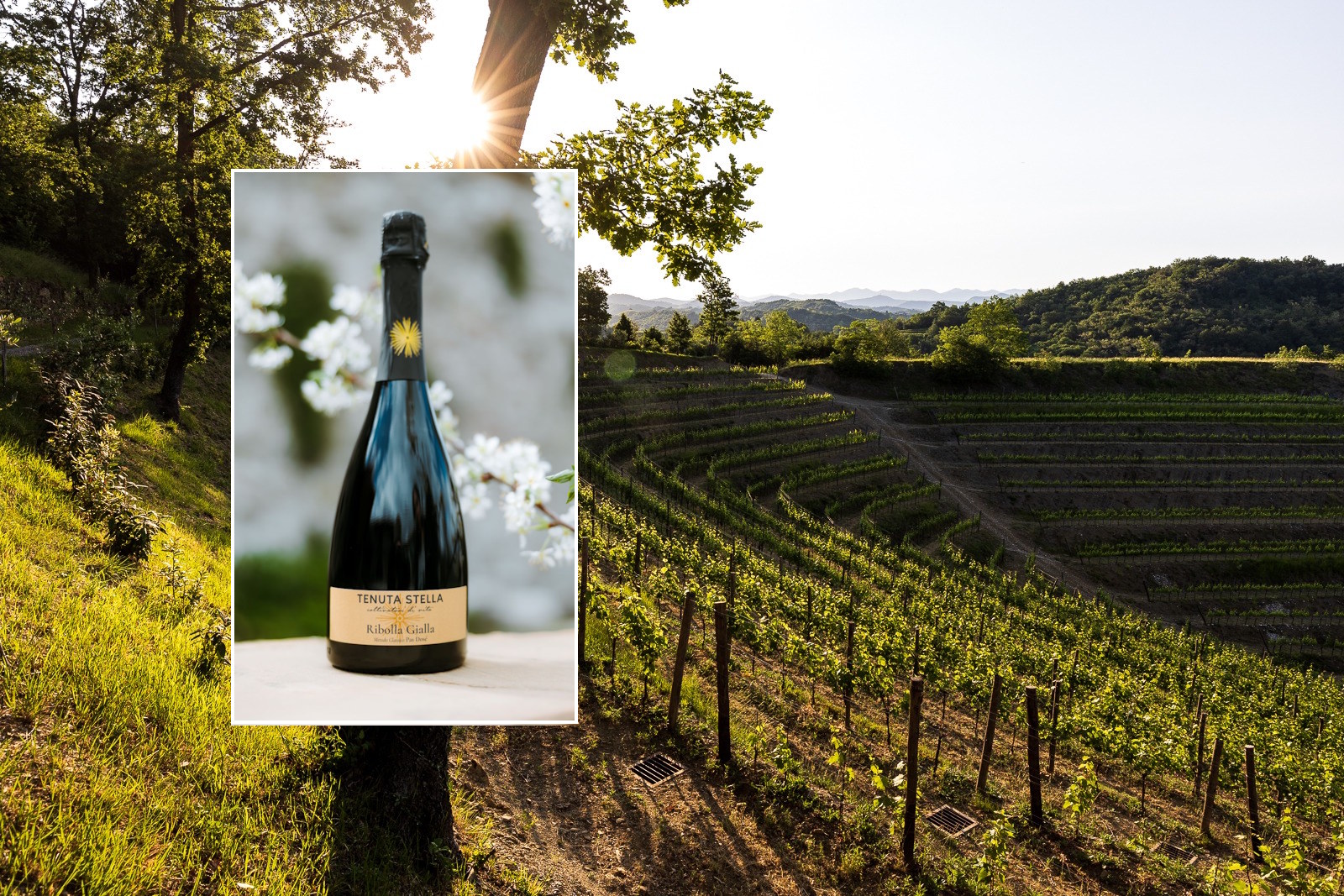 Immagine per La Tenuta Stella di Scriò presenta Ribolla Gialla Pas Dosé Metodo Classico, la nuova etichetta per l’estate 