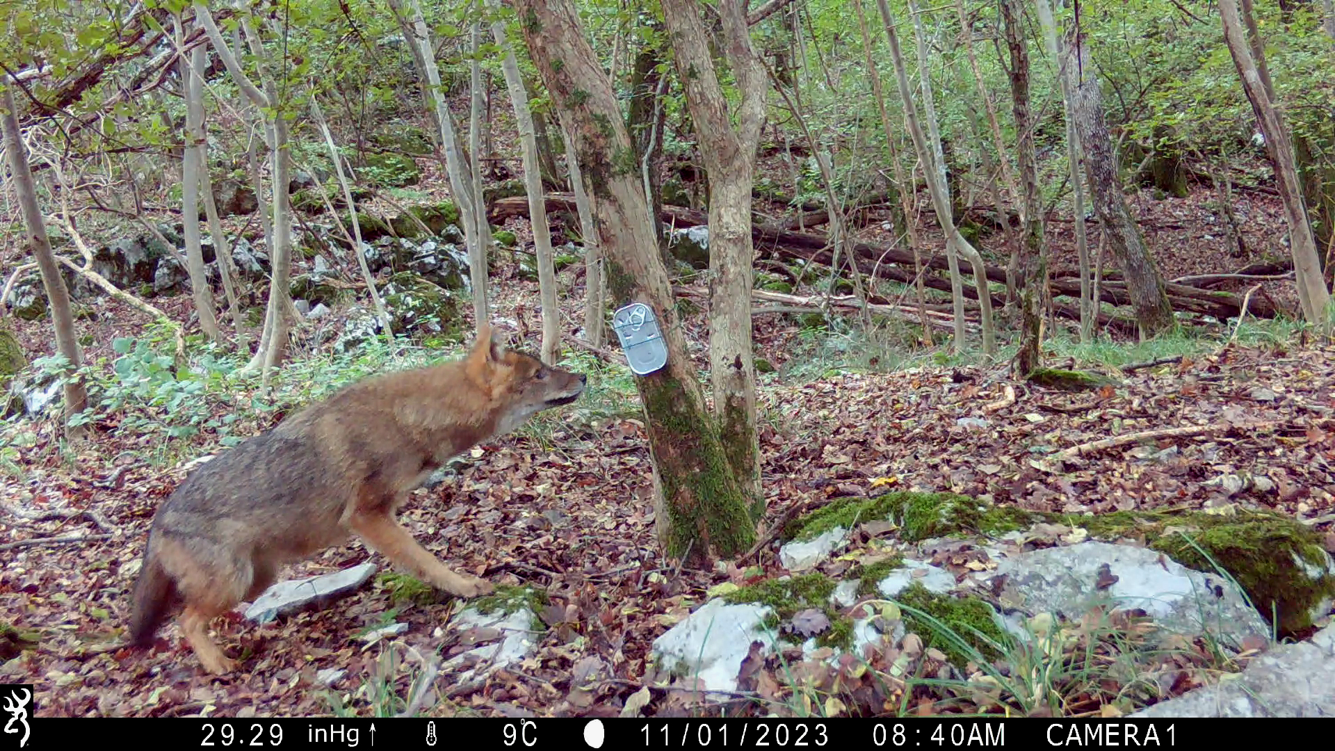 ‘Curiosi di Natura’ porta alla scoperta del Carso e dello sciacallo dorato con un’escursione sul Monte Ermada 