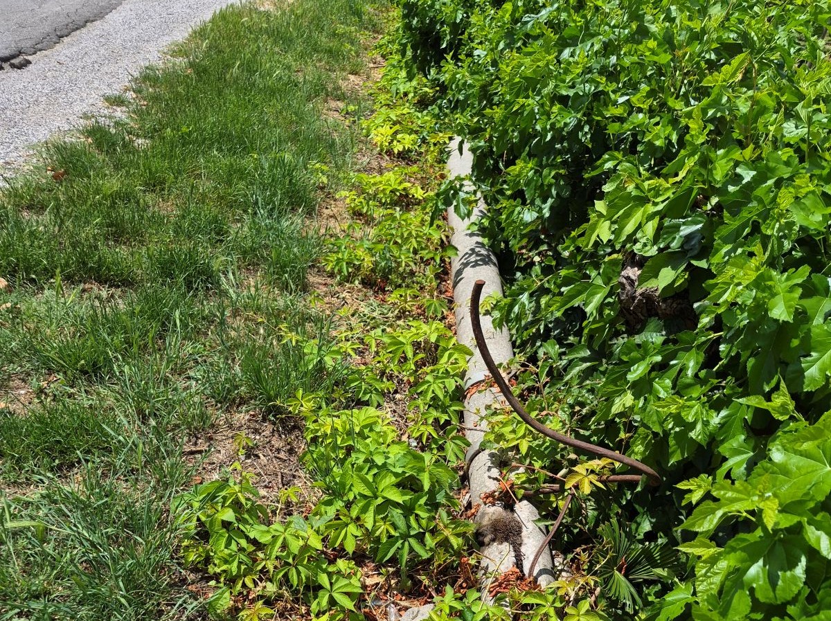 Immagine per Ronchi, ancora pali della luce abbandonati in via Mitraglieri: Dijust e Acampora richiamano il sindaco 