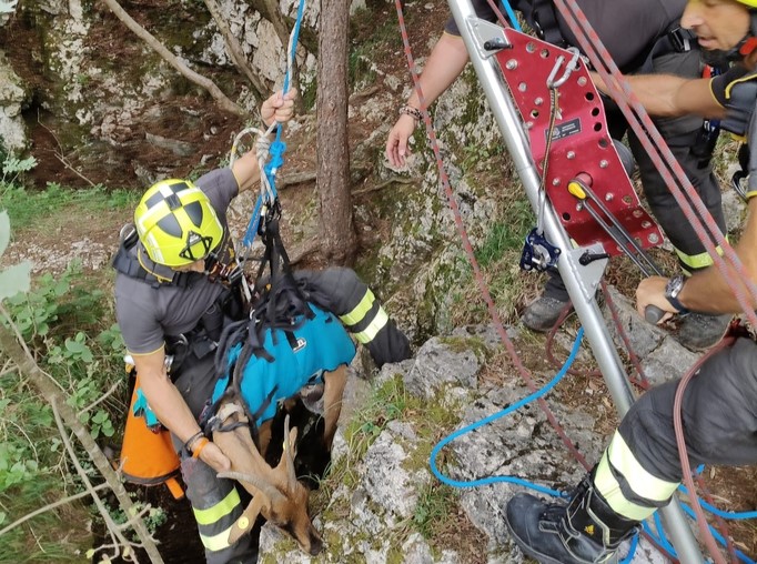 Copertina per Capra cade in grotta a Malchina, in soccorso i Vigili del Fuoco