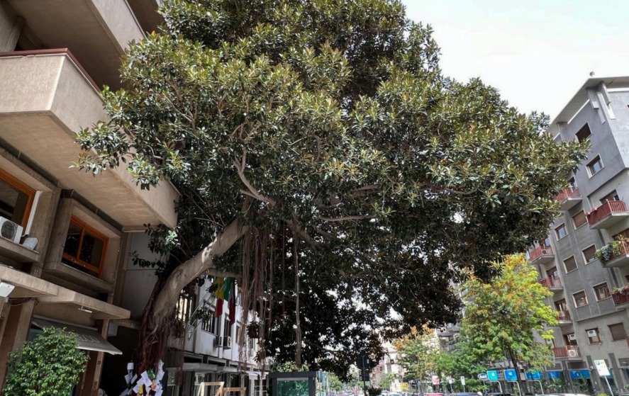 Copertina per Monfalcone, dalle gemme del Ficus di Palermo nasce l’Albero Falcone. L’evento al centro del progetto sull’educazione ambientale