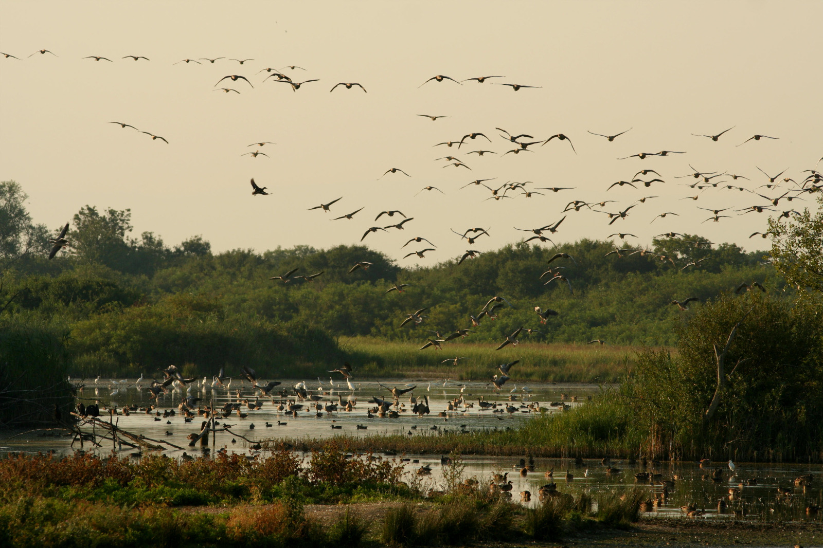 Copertina per L’Isola della Cona fra le zone umide di rilievo internazionale, la riserva di Staranzano entra nella Convenzione Ramsar
