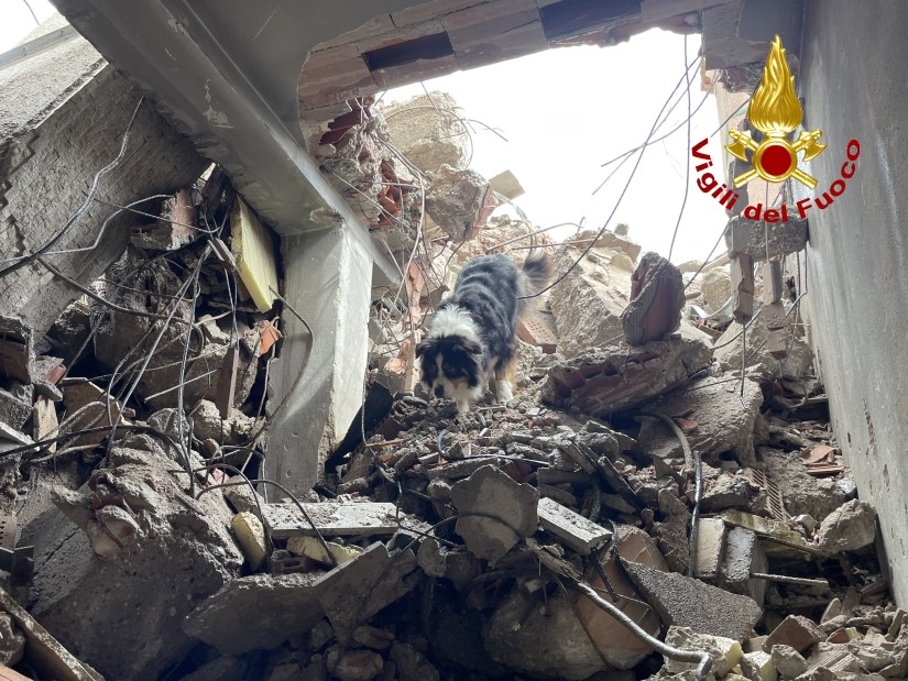 Copertina per L’addestramento del Nucleo Cinofilo dei Vigili del Fuoco tra le macerie della scuola elementare a Gradisca