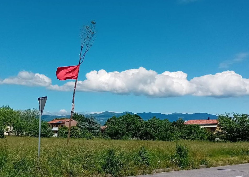 Copertina per Danni agli alberi del Mlaj a Savogna e Sant'Andrea, la condanna dell'Skgz: «Tentativo di cancellare i simboli della comunità»