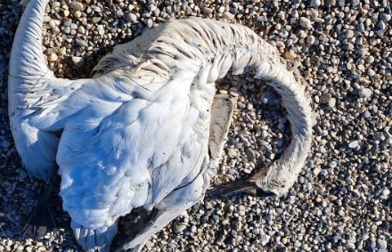 Immagine per Cigni morti lungo la costa, Asugi conferma: è influenza aviaria 