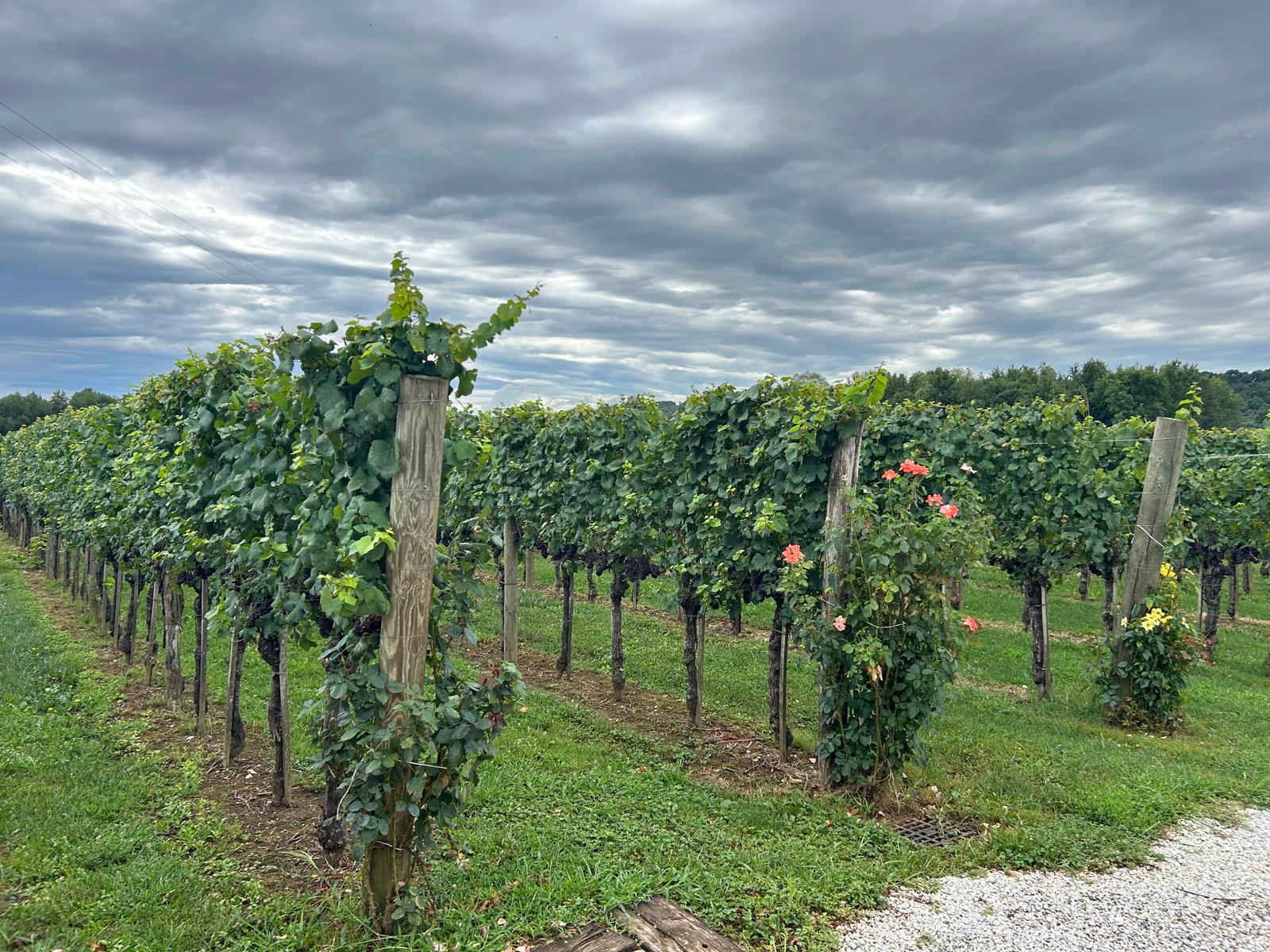 Immagine per A Cormons un incontro sulle sfide e opportunità del mondo vitivinicolo di fronte ai cambiamenti climatici