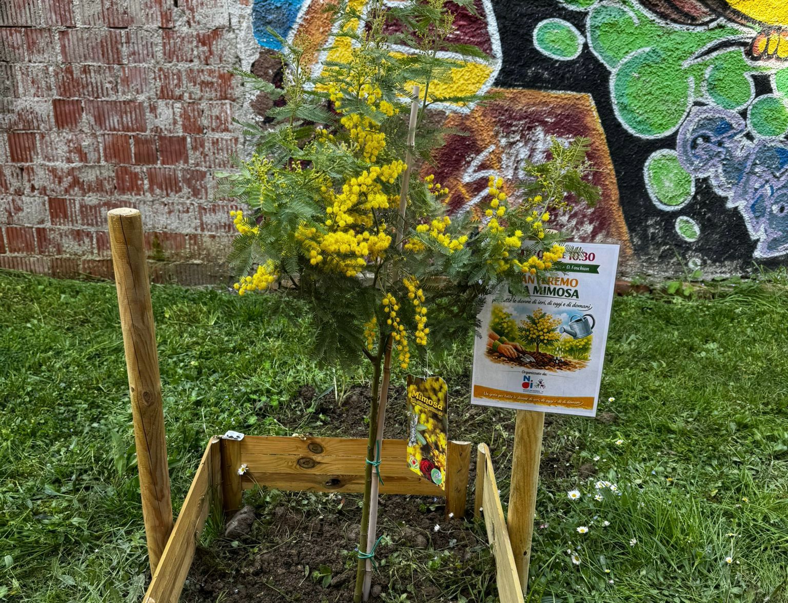 Immagine per Una mimosa per Largo Isonzo, piantata «per celebrare le donne di ieri, oggi e domani»