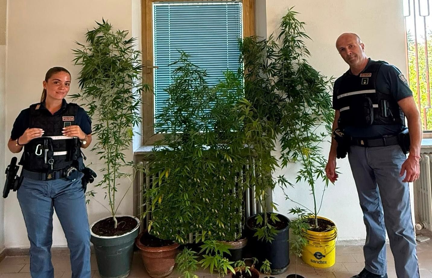 Immagine per Duino, coltivava marijuana in casa: arrestato un 62enne