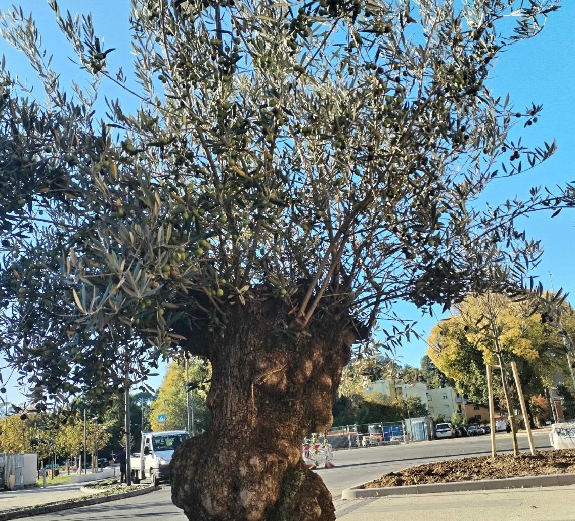 Immagine per Gorizia, l’Ulivo della Pace trova casa nel piazzale di Casa Rossa