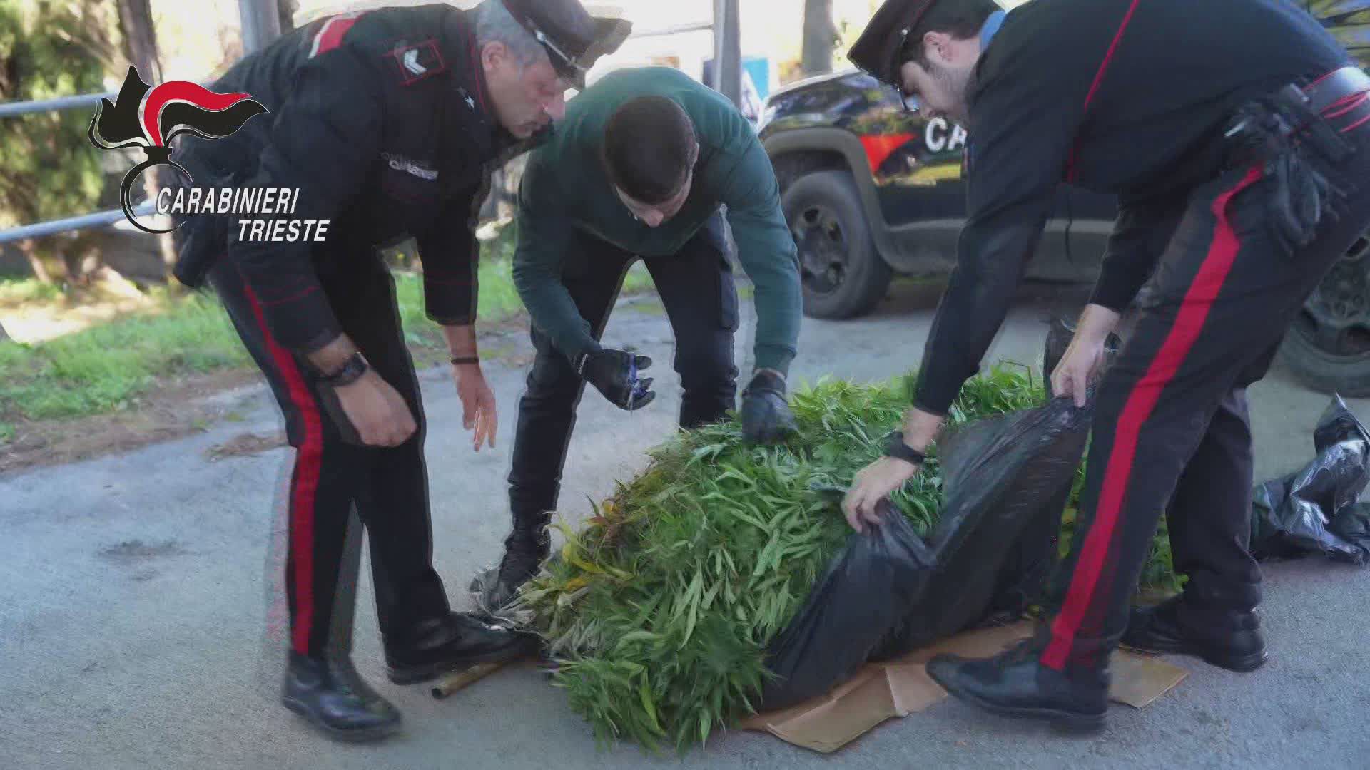 Immagine per Coltivazione e spaccio di marijuana sul Carso a Duino Aurisina, arrestato 45enne triestino