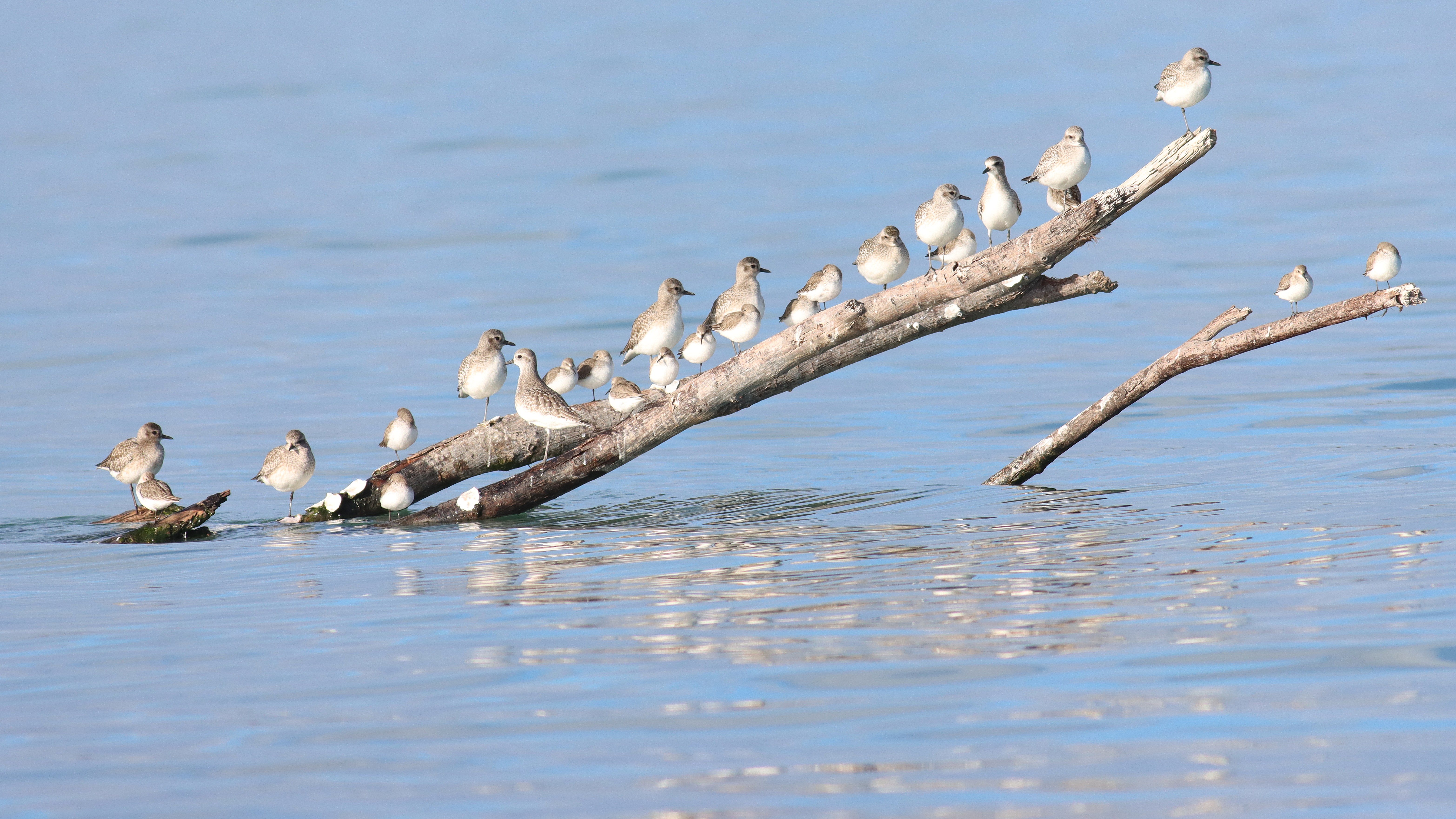 Immagine per Grado in autunno cambia volto: la laguna diventa un crocevia per gli uccelli migratori