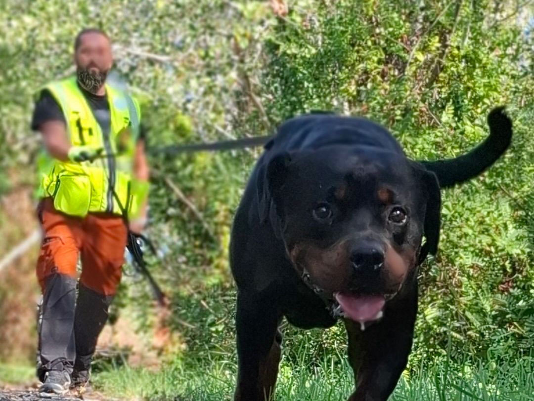 Immagine per A Grado un weekend di K9 Mantrailing per cani e conduttori impegnati nella ricerca di tracce