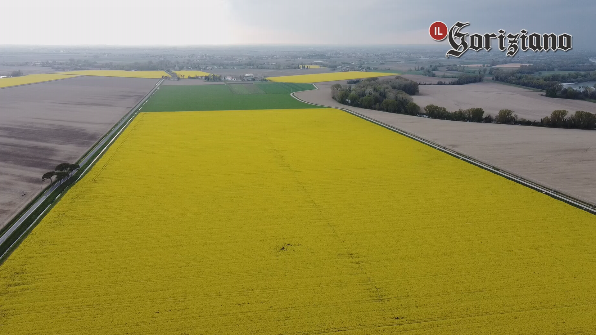 Immagine per Lo spettacolo della Colza in fiore tra Terranova e Isola Morosini/IL VIDEO