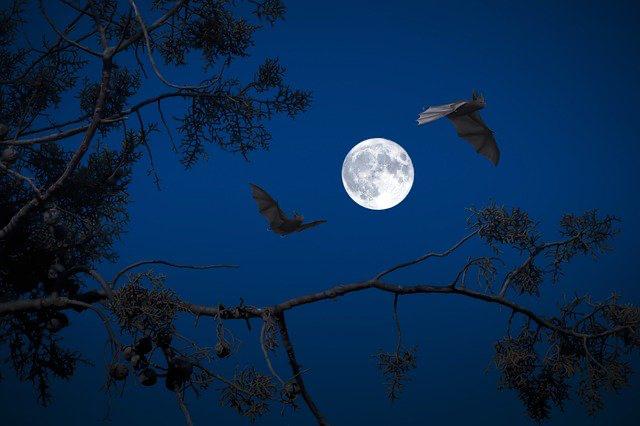 Alla scoperta dei pipistrelli in notturna sul Parco dell'Isonzo di Turriaco