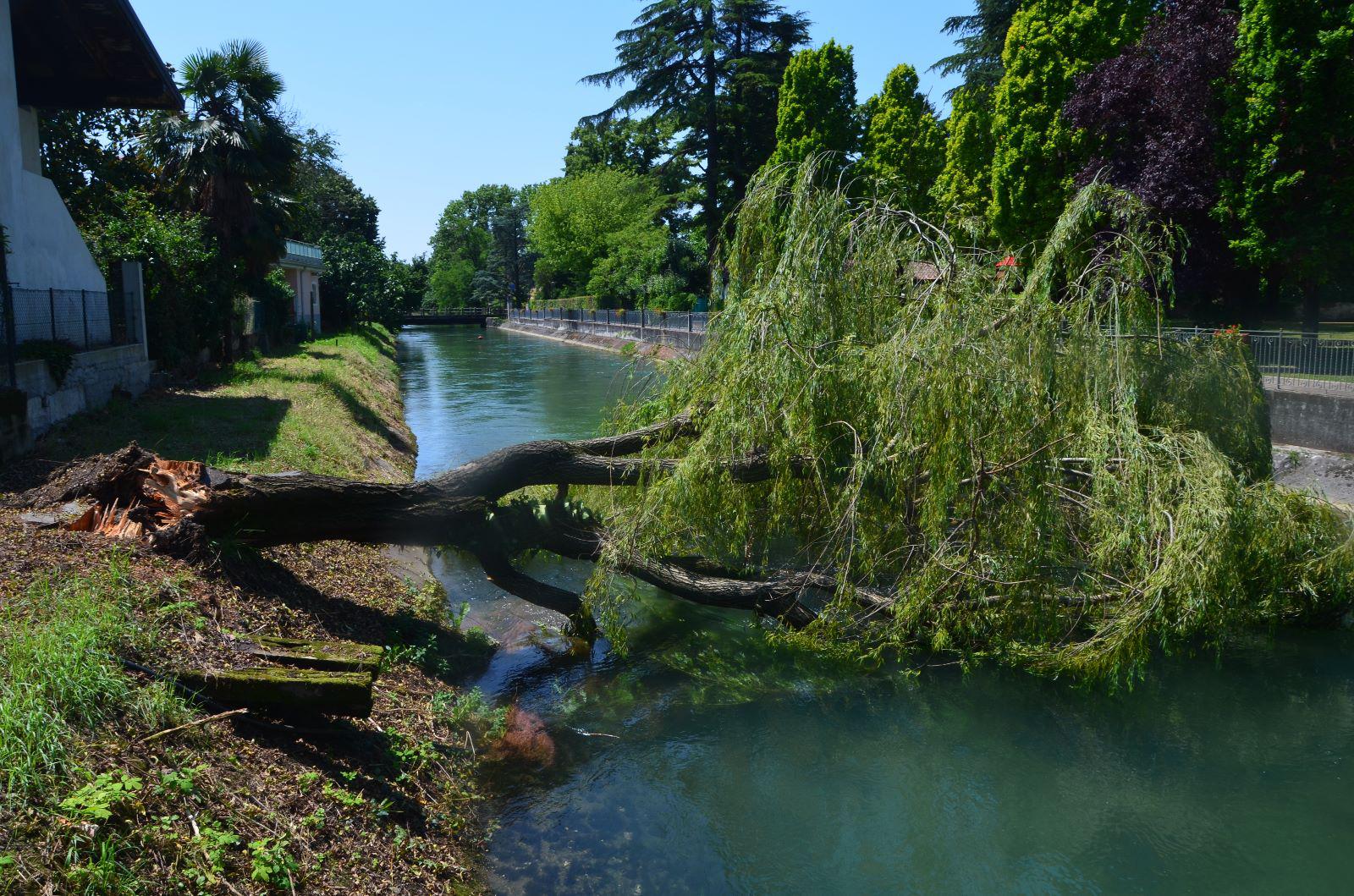 Immagine per Salice caduto sul Canale Dottori, rimosso l'albero simbolo di Sagrado