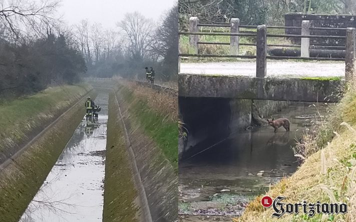 Fogliano, volpe rimane intrappolata nel Canale de Dottori: intervengono i vigili del fuoco