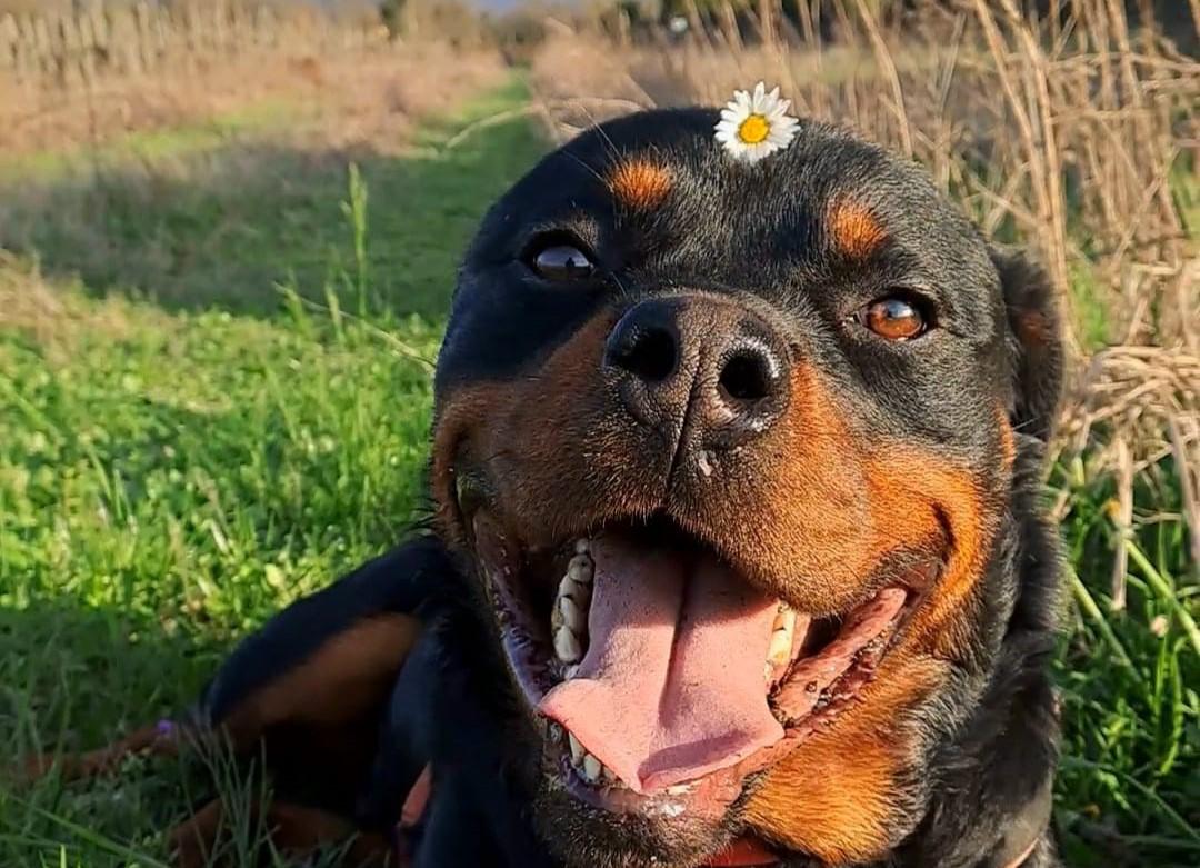 Copertina per Gli sguardi e le coccole dal canile: domenica l'open day per trovare un amico a quattro zampe