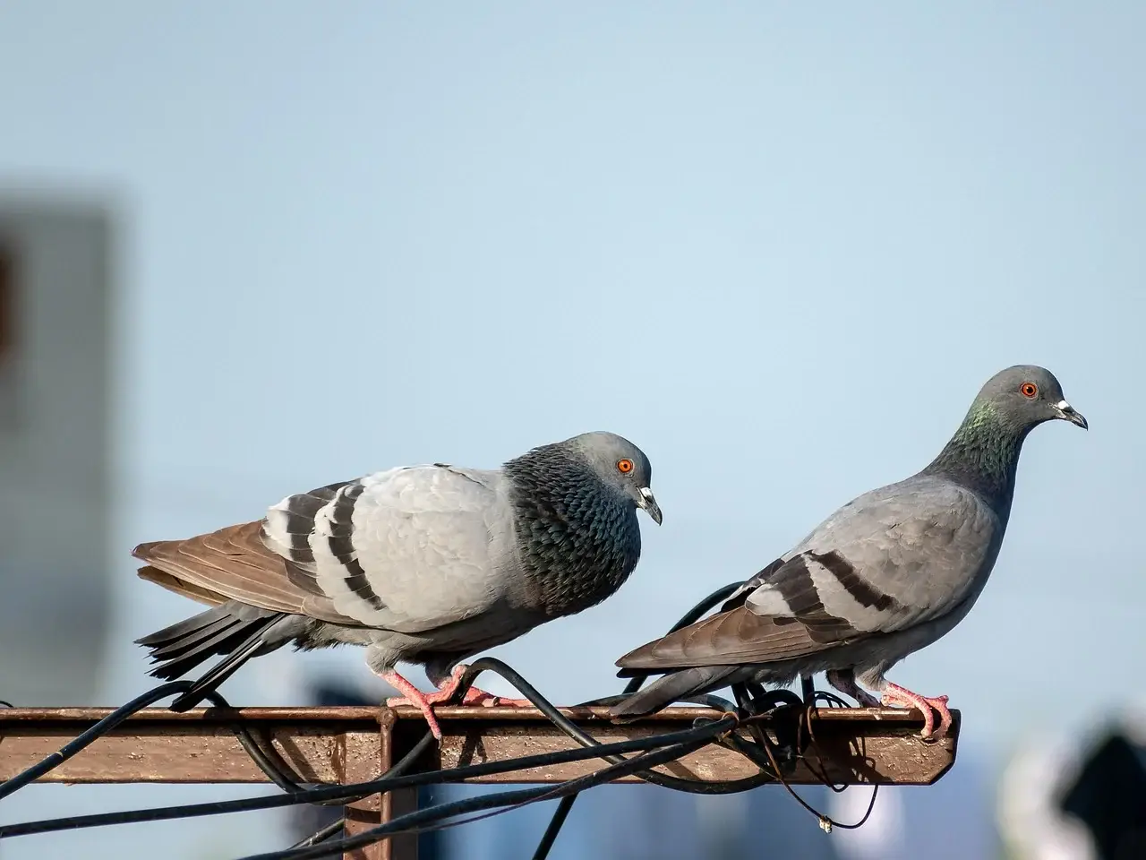 Immagine per Piccioni e galline liberi in appartamento, multato bengalese a Monfalcone