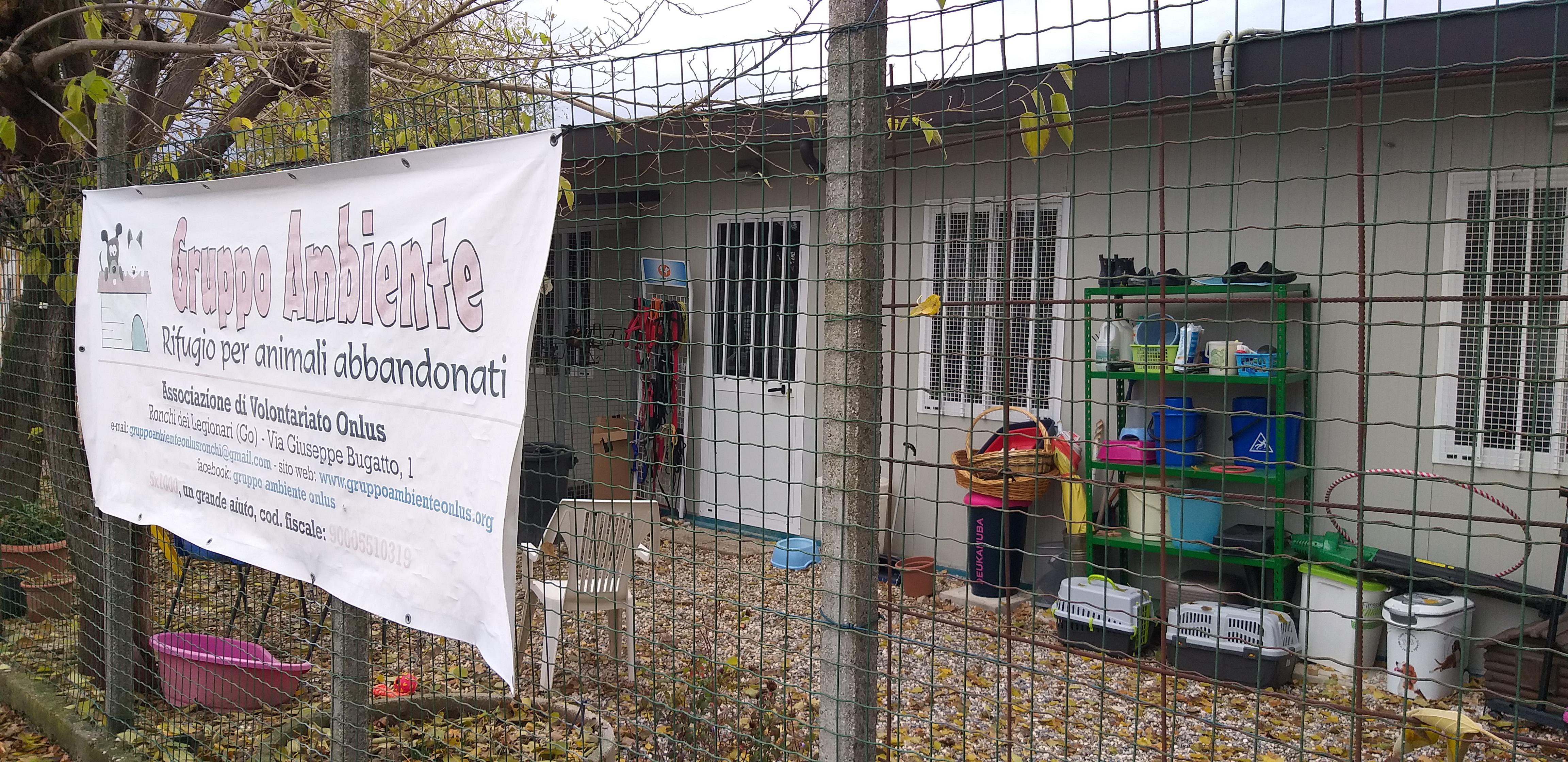 Copertina per In due anni adottati 18 cani e 90 gatti: il Gruppo Ambiente di Ronchi guarda al futuro