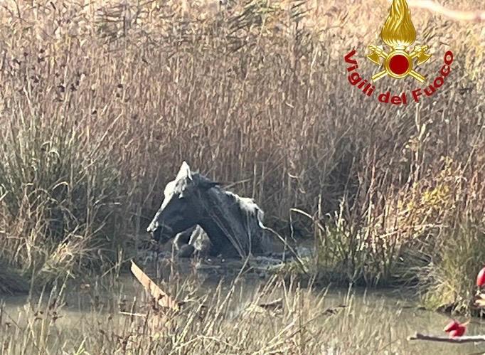 Immagine per Resta intrappolato nel fango, cavallo salvato dai Vigili del Fuoco