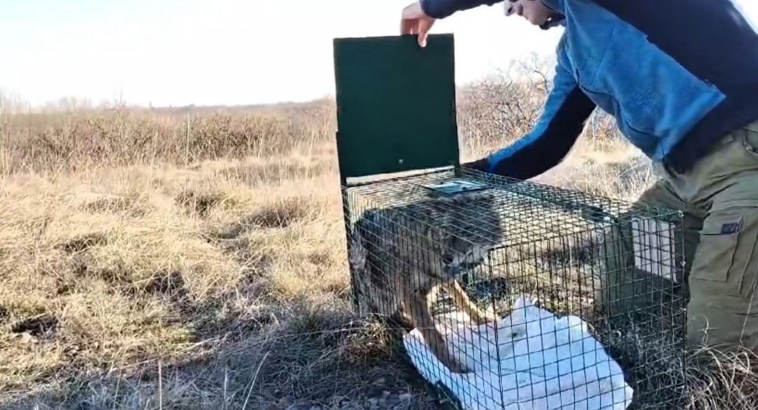 Liberato lo sciacallo dorato investito vicino Doberdò, il lavoro del Centro di Terranova