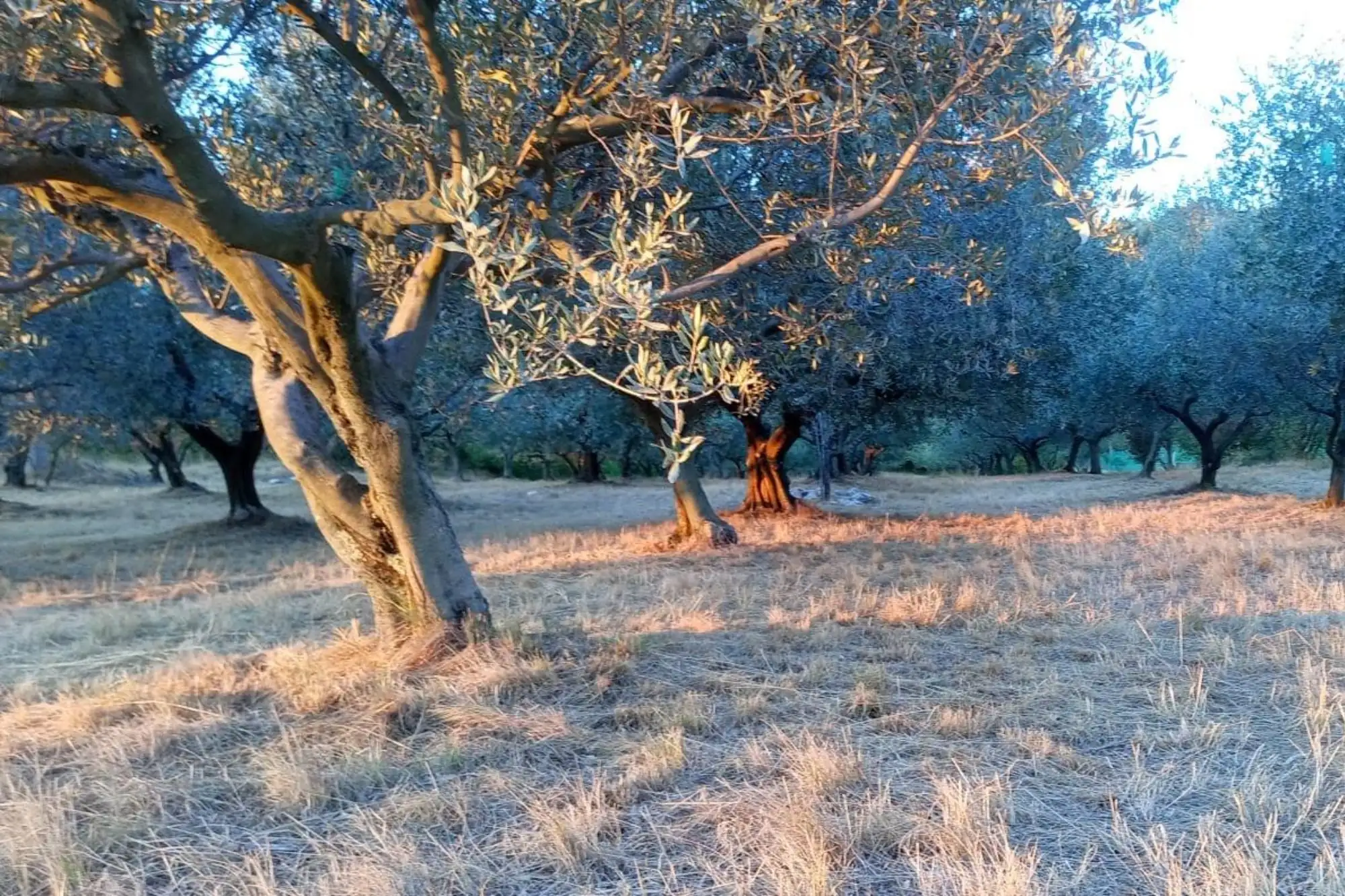 Copertina per Ecco la Merenda nell'Oliveta, l'unico appuntamento in Fvg è a Duino Aurisina