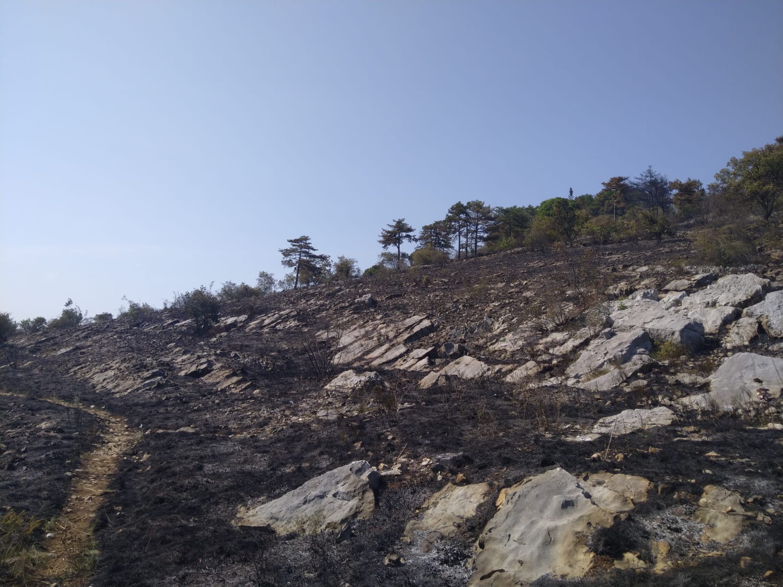 Monfalcone, spento il fuoco ora la bonifica e il controllo notturno. Distrutti cinque ettari di boscaglia