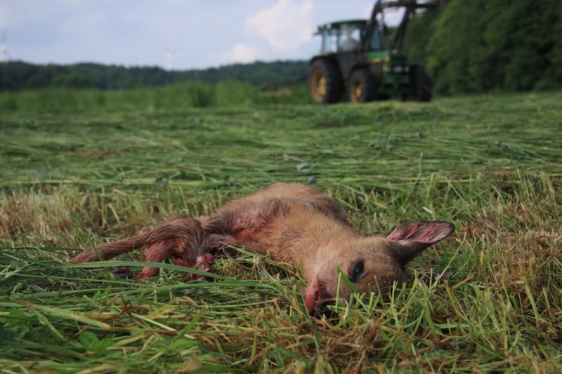 Copertina per Rubano il drone che serve per salvare i cuccioli di capriolo, delusione per un'associazione di Cormons