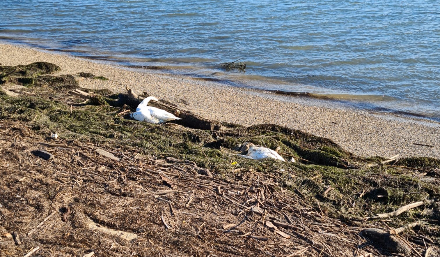 Moria di cigni tra Grado e Lignano, interviene il Corpo forestale regionale