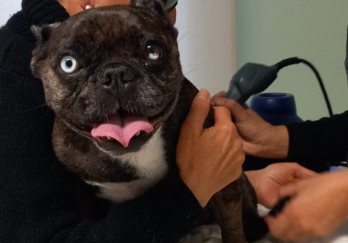 Immagine per Luna, bulldog francese paralizzata all’improvviso: a Gorizia parte la gara di aiuto